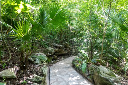 Foto de Hermosos y exuberantes caminos de piedra a través de la vegetación de una selva tropical en el parque Xcaret de la Riviera Maya en México, este es un lugar ideal para ir de vacaciones.. - Imagen libre de derechos