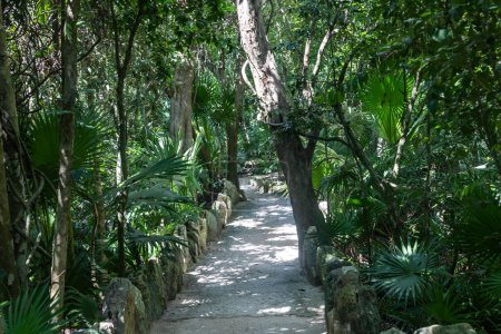 Foto de Hermosos y exuberantes senderos a través de la vegetación de una selva tropical del parque Xcaret en la Riviera Maya en México, este es un lugar ideal para ir de vacaciones. - Imagen libre de derechos