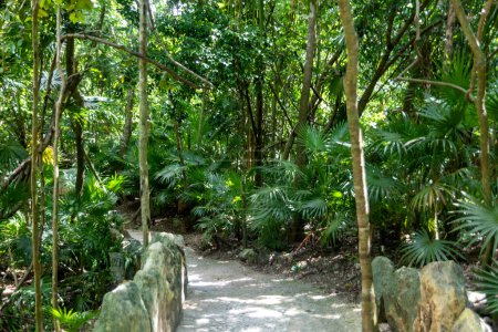 Foto de Hermosos y frígidos senderos de vegetación de una selva tropical del parque Xcaret de la Riviera Maya en México, este es un lugar ideal para ir de vacaciones. - Imagen libre de derechos