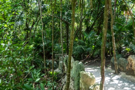 Foto de Senderos llenos de vegetación de una selva tropical del parque Xcaret de la Riviera Maya en México, este es un lugar ideal para ir de vacaciones. - Imagen libre de derechos