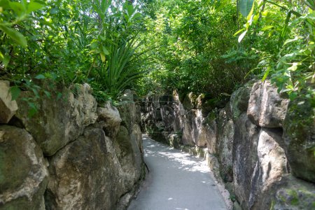 Foto de Sendero y camino a través de una selva tropical con una pared de piedra en medio de la vegetación de la selva del parque Xcaret en la Riviera Maya en México, este es un lugar ideal para ir de vacaciones. - Imagen libre de derechos
