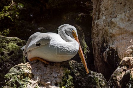 Foto de Pelícano descansando sobre una roca junto a una cascada en la selva tropical en la Riviera Maya Mexicana, este es un ave muy buscada por turistas y viajeros. - Imagen libre de derechos