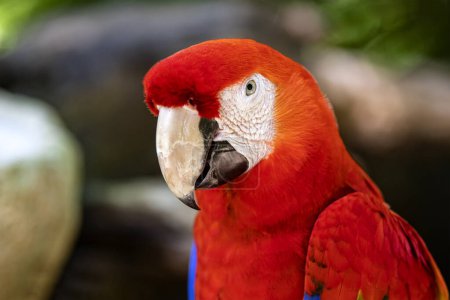 Foto de Este loro rojo también conocido como guacamayo rojo vive salvaje en la selva tropical y la amazona, y tiene un plumaje muy colorido y hermoso que lo camufla en la selva. - Imagen libre de derechos