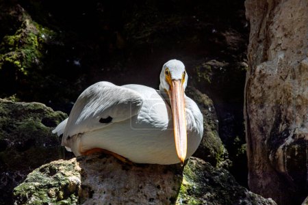 Téléchargez les photos : Beau spécimen d'oiseau pélican reposant sur un rocher à côté d'une cascade dans la jungle tropicale de la Riviera Maya mexicaine, c'est un oiseau très recherché par les touristes et les voyageurs. - en image libre de droit
