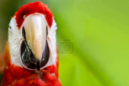 Foto de Cara de guacamayo escarlata o loro rojo, es un ave tropical que vive salvajemente en las selvas tropicales de la Riviera Maya de México, es un animal con gran plumaje colorido ubicado a la derecha. - Imagen libre de derechos