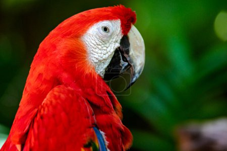 Foto de Un guacamayo escarlata posando para una foto, también conocido como un loro rojo perteneciente a la familia ara macao y es un gran pájaro que vive en la vida silvestre en la selva tropical con un gran plumaje colorido. - Imagen libre de derechos