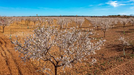Photo for Nice aerial photograph of a field of almond trees in bloom outside and extensive field, this is a very nice and contrasting scenery in spring whose beautiful flowers are born fruits and nuts. - Royalty Free Image