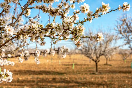 Foto de Hermosa rama de almendro en flor fuera del campo, esta es una escena muy agradable en primavera de cuyas hermosas flores nacen frutas y frutos secos.. - Imagen libre de derechos