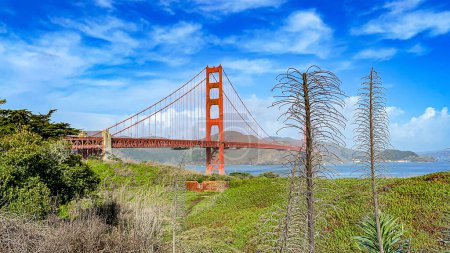 Foto de El Puente Golden Gate visto desde el mirador sobre la bahía de la ciudad de San Francisco, EE.UU. y su vegetación. Puente emblemático del estado estadounidense de California. Concepto de San Francisco. - Imagen libre de derechos