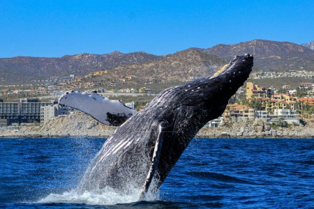 Avistamiento de una ballena jorobada frente a la costa mexicana de Cabo San Lucas que emerge del mar profundo después de migrar de las frías aguas de Alaska a las cálidas aguas mexicanas del Océano Pacífico.