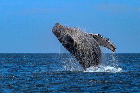 Hermosa ballena jorobada saltando después de emerger del mar profundo y caer en el mar frente a la costa mexicana de Cabo San Lucas en el Mar de Cortés, este es un animal migratorio.