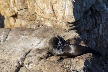 Téléchargez les photos : Un phoque et un lion de mer sur le rocher pélican dans la célèbre mer de Cortez au large du cap Saint-Luc, au Mexique, un îlot au milieu de la baie mexicaine. - en image libre de droit