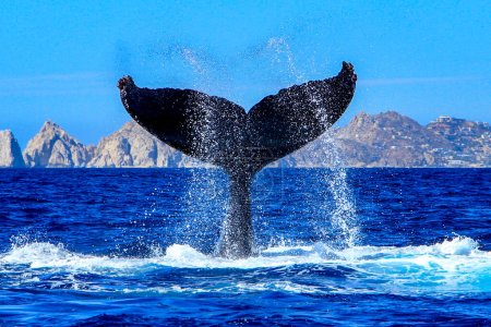 Hermosa imagen de una cola de ballena jorobada en el arco del Cabo San Lucas, este lugar es donde este animal hace su peregrinación y se une al Océano Pacífico sobre el Mar de Cortés.