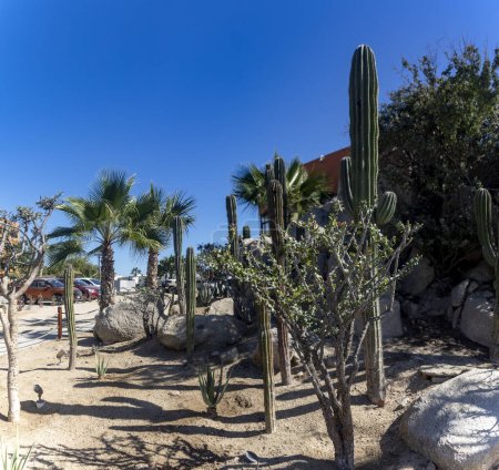 Foto de Paisaje desértico de Cabo San Lucas en Baja California Sur, México. Es un hermoso lugar con sus paisajes desérticos, cactus, palmeras, rocas. - Imagen libre de derechos