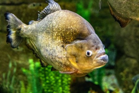 Téléchargez les photos : Un spécimen spectaculaire du piranha à ventre rouge, c'est l'un des poissons les plus célèbres en raison de sa dangerosité, car il a des mâchoires puissantes qui peuvent dévorer une personne. - en image libre de droit