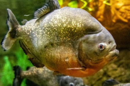 Téléchargez les photos : Photographie d'un spécimen spectaculaire du piranha à ventre rouge, l'un des poissons les plus célèbres en raison de sa dangerosité, car il a des mâchoires puissantes qui peuvent dévorer une personne. - en image libre de droit