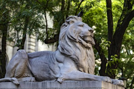 Photo for Fortress is one of the two lions made of pink Tennessee marble that guard the front door of the New York Public Library on Fifth Avenue. - Royalty Free Image
