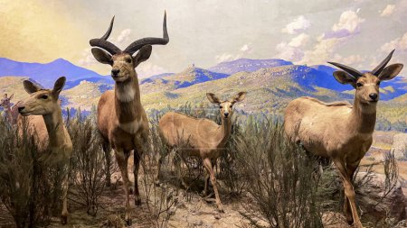 Nowy Jork, USA  4 czerwca 2023 r.: Prezentacja leśnego biomu ze stadem i rodziną montanu niala, typowego dla centralnej Etiopii w Amerykańskim Muzeum Historii Naturalnej.