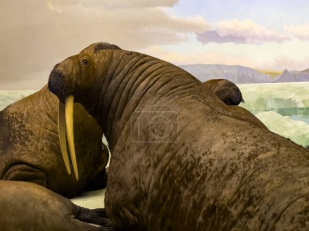Scenery and representation of walruses, a moustached animal with long tusks, located in the Arctic Circle, where it lies on the ice in the company of hundreds of conspecifics.