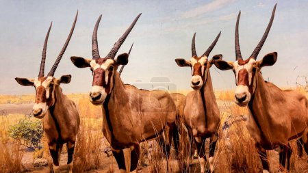 Téléchargez les photos : New York, USA ; 10 janvier 2024 : Représentation du biome de la savane avec un troupeau et une famille d'oryx gazelle, typique de l'Afrique à l'American Museum of Natural History. - en image libre de droit