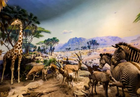 Nowy Jork, USA  4 czerwca 2023: Diorama biomu Savanny z żyrafami, zebry i innymi zwierzętami w Amerykańskim Muzeum Historii Naturalnej.