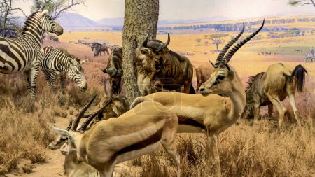 Téléchargez les photos : New York, États-Unis ; 10 janvier 2024 : Diorama du paysage bioclimatique (biome) de la savane, y compris des animaux africains typiques tels que les zèbres, à l'American Museum of Natural History. - en image libre de droit