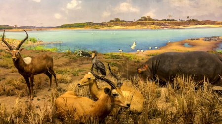 Nowy Jork, USA  10 stycznia 2024: Bioklimatyczny krajobraz (biom) sawanny z typowymi afrykańskimi zwierzętami, takimi jak hipopotam i antylopy, w Amerykańskim Muzeum Historii Naturalnej.