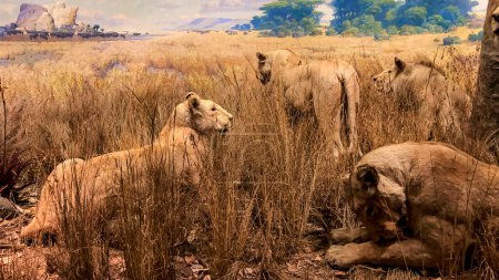 Nowy Jork, USA  4 czerwca 2023: Przedstawiamy biom sawanny z dumą i rodziną lwów, typowy dla Afryki w Amerykańskim Muzeum Historii Naturalnej.