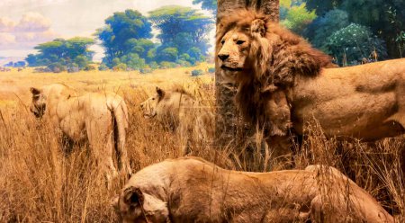 Nowy Jork, USA  10 stycznia 2024: Bioklimatyczny krajobraz (biom) sawanny z rodziną i dumą lwów typowych dla Afryki, w Amerykańskim Muzeum Historii Naturalnej.