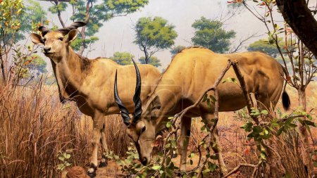 Nowy Jork, USA  10 stycznia 2024: Diorama bioklimatycznego krajobrazu (biome) sawanny, typowych afrykańskich zwierząt, takich jak jedzenie antylop, w Amerykańskim Muzeum Historii Naturalnej.