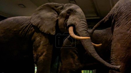 Photo for New York, USA; January 10, 2024: Dioma of an African elephant, the largest land mammal, at the American Museum of Natural History. - Royalty Free Image