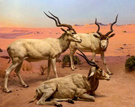 Photo for New York, USA; January 10, 2024: Depiction of the desert and arid zone biome with a herd and family of Addax, typical of the desert at the American Museum of Natural History. - Royalty Free Image