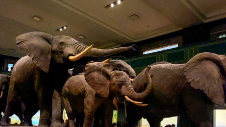 Téléchargez les photos : New York, États-Unis ; 10 janvier 2024 : Exposition d'un troupeau d'éléphants d'Afrique, le plus grand mammifère terrestre, au Musée américain d'histoire naturelle. - en image libre de droit