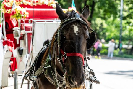 Rickshaw o paseo en carruaje tirado por caballos en Central Park, que es un parque urbano público ubicado en el distrito metropolitano de Manhattan, en la Gran Manzana de la Ciudad de Nueva York (Estados Unidos)).