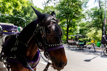 Horse, transporting a buggy in Central Park is a public urban park located in the metropolitan borough of Manhattan, New York City (USA).