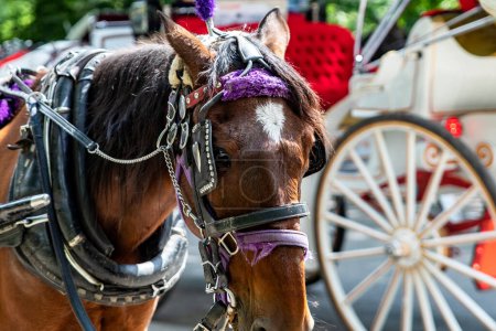 Rickshaw or horse-drawn carriage ride in Central Park, which is a public urban park located in the metropolitan district of Manhattan, in the Big Apple of New York City (United States).