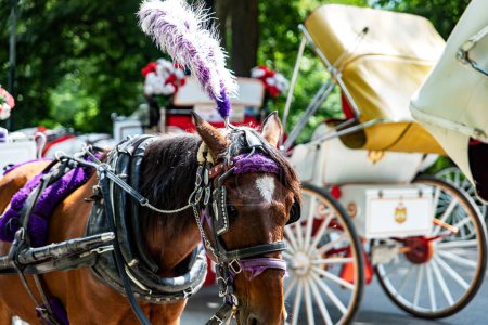 Rickshaw or horse-drawn carriage ride in Central Park, which is a public urban park located in the metropolitan district of Manhattan, in the Big Apple of New York City (United States).