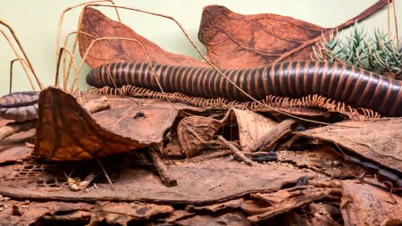 Diorama of a centipede and worm that inhabits the earth and the subsoil, at the American Museum of Natural History in New York (USA).