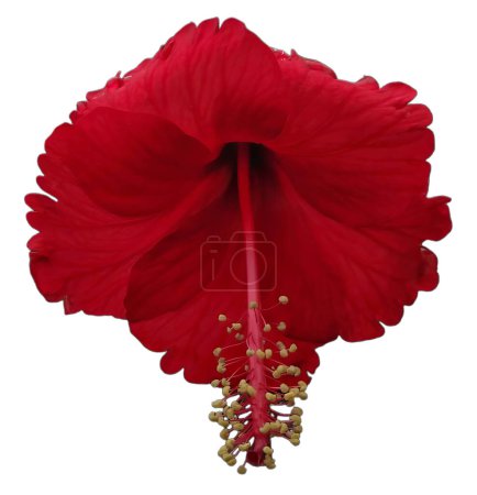 Téléchargez les photos : Fleur d'hibiscus rouge isolée sur fond blanc avec chemin de coupe - en image libre de droit