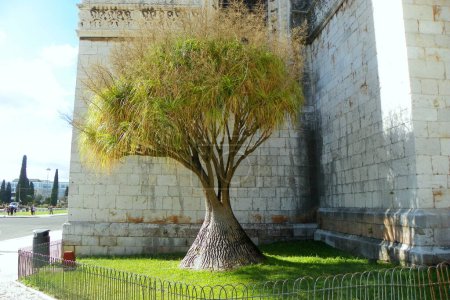 Téléchargez les photos : Portugal, Lisbon, 3 Largo dos Jeronimos, lone tree near the Jeronimos Monastery (Mosteiro dos Jeronimos) building - en image libre de droit