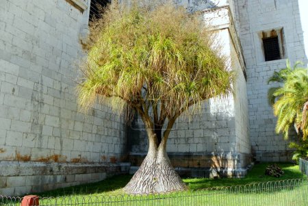 Téléchargez les photos : Portugal, Lisbon, 3 Largo dos Jeronimos, lone tree near the Jeronimos Monastery (Mosteiro dos Jeronimos) building - en image libre de droit