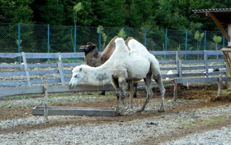 Foto de Ucrania, Transcarpathia, Synevyrska Polyana, ecopark Valle de los Lobos, camellos blancos y negros - Imagen libre de derechos