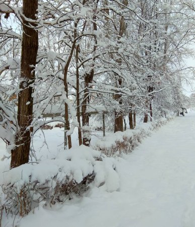Ucrania, Cárpatos, callejón del parque nevado en un día soleado claro