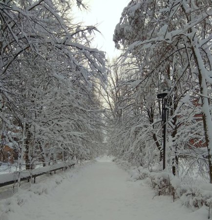 Ukraine, Carpathians, snowy park alley on a clear sunny day