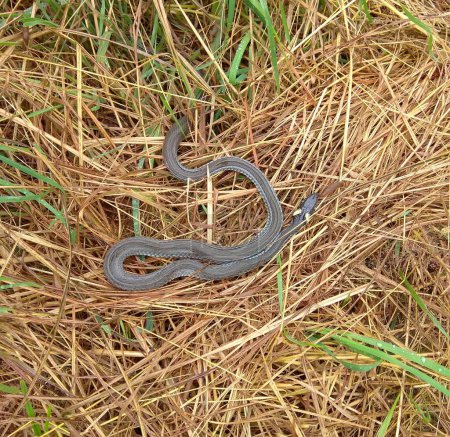 Ukraine, Carpates, un serpent d'herbe (natrix natrix) dans l'herbe sur une prairie
