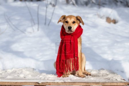 Portrait of a dog with knitted scarf tied around the neck.Snowy winter theme with pets.