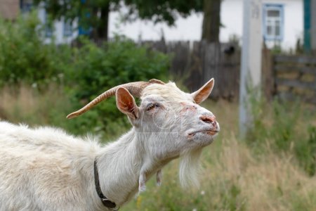 Portrait of a white goat with large horns. Old goat grassing on green summer meadow at village countryside.