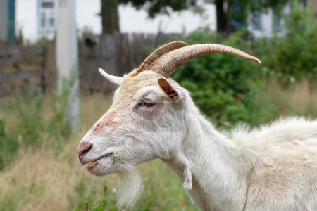 Portrait of an old white goat.Old unkempt goat with big horns on pasture.