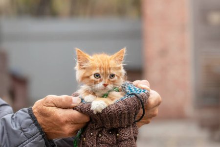 Eine streunende Katze in einem Tierheim. Portrait eines niedlichen obdachlosen Kätzchens. Sozialisation und Hilfe für obdachlose Tiere.