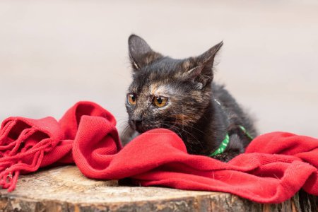 Portrait eines Kätzchens in einem Tierheim. Nettes Mischlingskätzchen in einem Tierheim für obdachlose Tier.Das Konzept einer Person, die obdachlosen Tieren hilft und sich um sie kümmert.